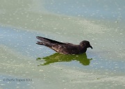 6S3A1763Black_Storm_Petrel