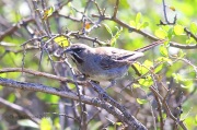 6S3A1838Five-striped_Sparrow