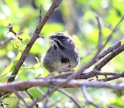 6S3A1852Five-striped_Sparrow