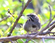6S3A1853Five-striped_Sparrow