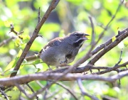 6S3A1856Five-striped_Sparrow