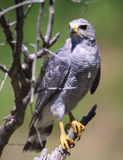 6S3A1877Gray_Hawk