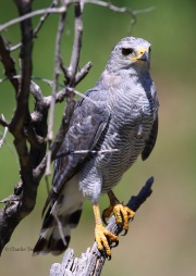 6S3A1880Gray_Hawk