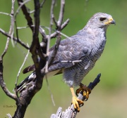 6S3A1882Gray_Hawk