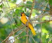 6S3A1908Bullock's_Oriole