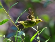 6S3A1960Yellow_Warbler