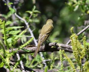 6S3A1962Flycatcher