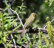 6S3A1964Flycatcher