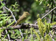 6S3A1967Flycatcher
