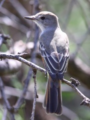 6S3A2001Dusky-Capped_Flycatcher