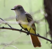 6S3A2010Dusky-Capped_Flycatcher