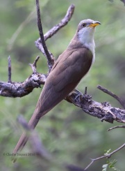 6S3A2024Yellow-Billed_Cuckoo