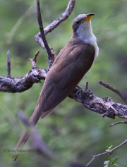 6S3A2027Yellow-Billed_Cuckoo
