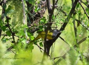 6S3A2033Male_MacGillivray's_Warbler