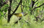 6S3A2035Male_MacGillivray's_Warbler