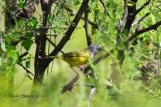 6S3A2036Male_MacGillivray's_Warbler