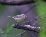 6S3A2067Lucy's_Warbler