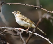 6S3A2093Lark_Sparrow