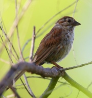 6S3A2103Western_Song_Sparrow