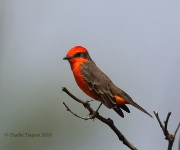 6S3A2176Vermilion_Flycatcher