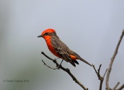6S3A2177Vermilion_Flycatcher