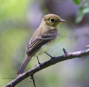 6S3A2194Pacific_Slope_or_Cordilleran_Flycatcher