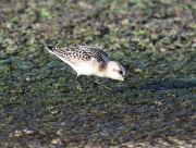 6S3A9268Sanderling