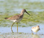 6S3A9351Stilt_Sandpiper