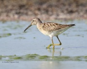 6S3A9370Stilt_Sandpiper