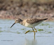 6S3A9376Stilt_Sandpiper