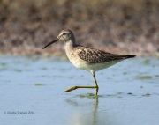 6S3A9380Stilt_Sandpiper