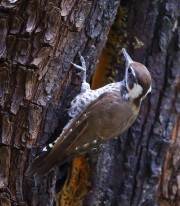 6S3A9507Arizona_Woodpecker