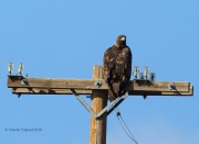 6S3A9552Golden_Eagle