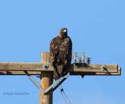 6S3A9554Golden_Eagle