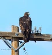 6S3A9558Golden_Eagle