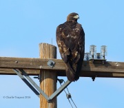 6S3A9565Golden_Eagle