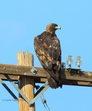 6S3A9569Golden_Eagle