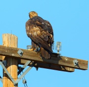 6S3A9580Golden_Eagle