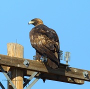 6S3A9582Golden_Eagle