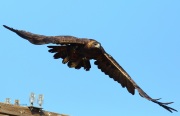 6S3A9587Golden_Eagle