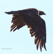 6S3A9607Golden_Eagle