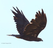 6S3A9608Golden_Eagle