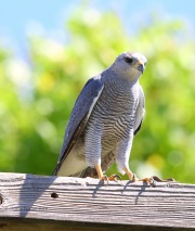 6S3A9669Gray_Hawk