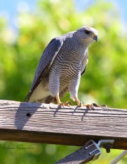 6S3A9673Gray_Hawk