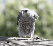 6S3A9682Gray_Hawk