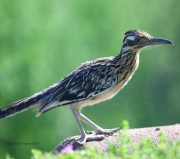 6S3A9794Greater_Roadrunner