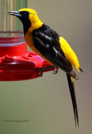 6S3A9802Hooded_Oriole