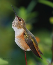 0J6A0018Rufous_Hummingbird