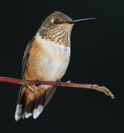 0J6A0020Rufous_Hummingbird