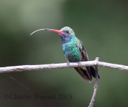 0J6A0026Broad-Billed_Hummingbird